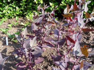 Atriplex hortensis