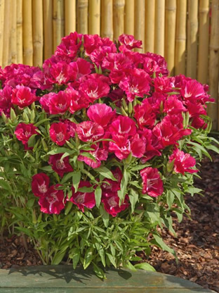 Godetia 'Ruddigore'