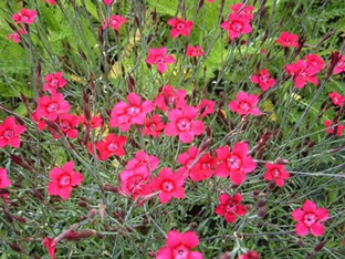 Dianthus deltoides 'Nelli'
