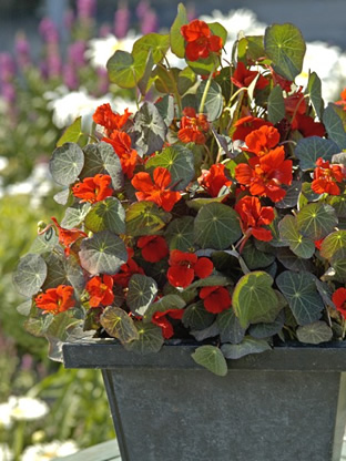 Tropaeolum minus 'Princess of India'