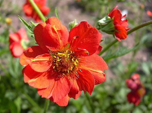 Geum chiloense 'Feuerball'