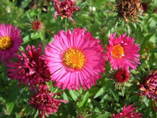 Aster novae-angliae