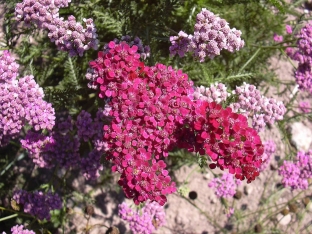 Achillea millefolium 'Kirschkoenigin'