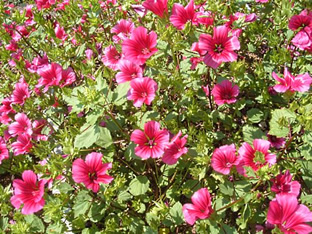 Malope trifida 'Vulcan'