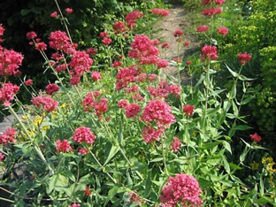 Centranthus ruber 'Coccineus'