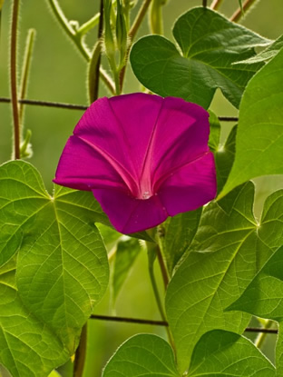 Ipomoea 'Scarlet O'Hara'