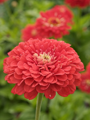 Zinnia elegans 'Coral Beauty'