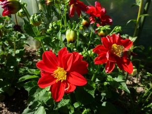 Dahlia variabilis 'Mignon Red'