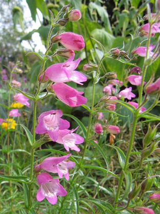 Penstemon x mexicale 'Sunburst Ruby'