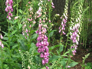 Digitalis purpurea