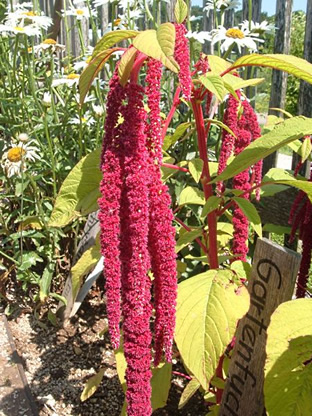 Amaranthus caudatus