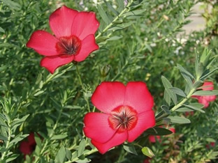 Linum grandiflorum 'Rubrum'