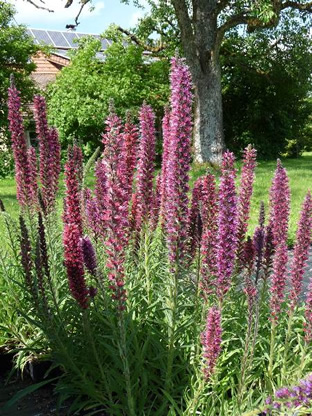 Echium russicum