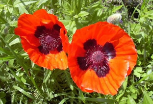 Papaver orientale