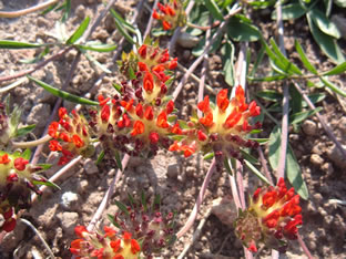 Anthyllis vulneraria ssp. coccinea