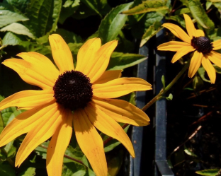 Rudbeckia fulgida var. sullivantii 'Goldsturm'