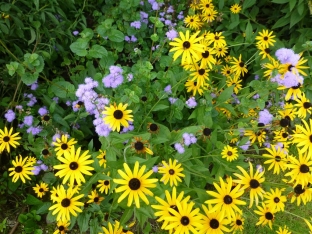 Rudbeckia fulgida var. deamii