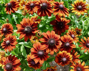 Rudbeckia hirta 'Autumn Colours'