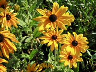 Rudbeckia hirta 'My Joy'