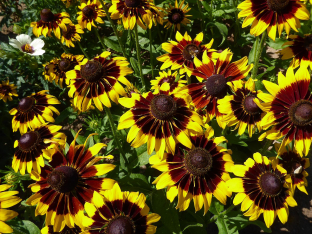 Rudbeckia hirta 'Sputnik'