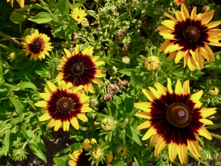 Rudbeckia hirta 'Sputnik'