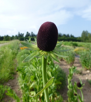 Rudbeckia occidentalis