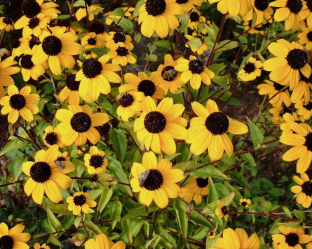 Rudbeckia triloba