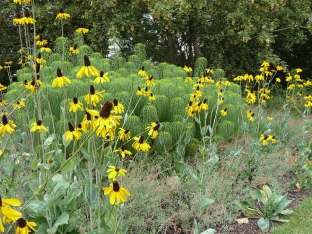 Rudbeckia maxima