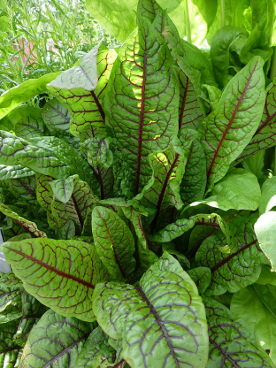 Rumex sanguineus