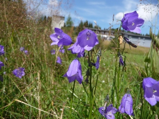 Campanula rotundifolia