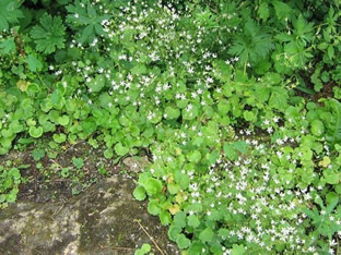 Saxifraga rotundifolia