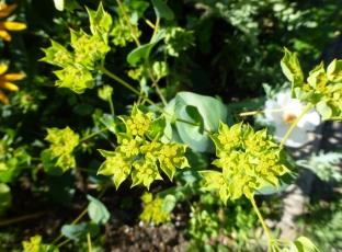 Bupleurum rotundifolium 'Griffithii'