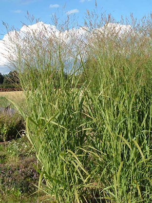 Panicum virgatum