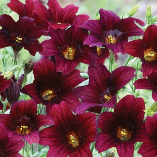 Salpiglossis sinuata 'Black Trumpets'