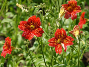 Salpiglossis sinuata 'Grandiflora'