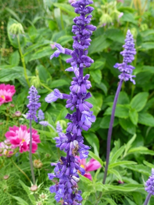 Salvia farinacea 'Blue Bedder'