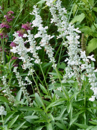 Salvia farinacea 'Victoria White'