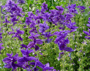 Salvia horminum 'Blue Monday'