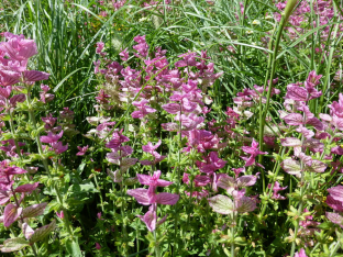 Salvia horminum 'Pink Sundae'