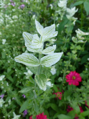 Salvia horminum 'White Swan'