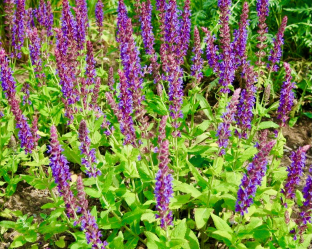 Salvia nemorosa