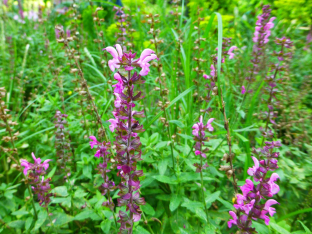 Salvia nemorosa 'Rose Queen'
