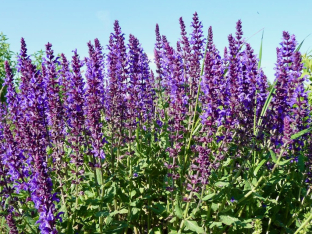 Salvia nemorosa 'Westfriesland'