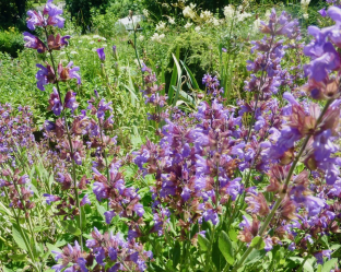 Salvia officinalis