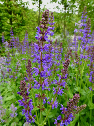 Salvia pratensis