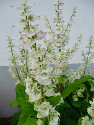 Salvia sclarea var. alba