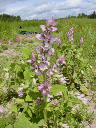 Salvia sclarea