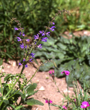 Salvia transsylvanica