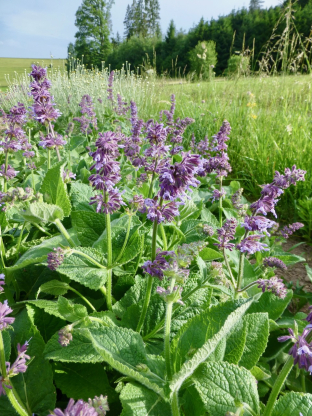 Salvia verticillata