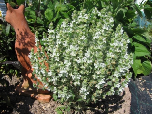 Salvia aethiopis